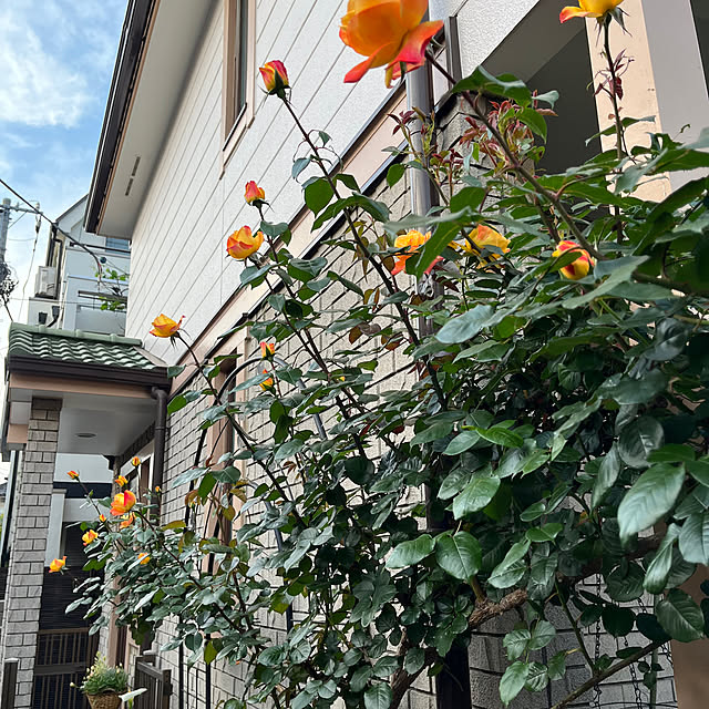 botanさんの部屋