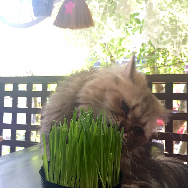 butachanさんの実例写真