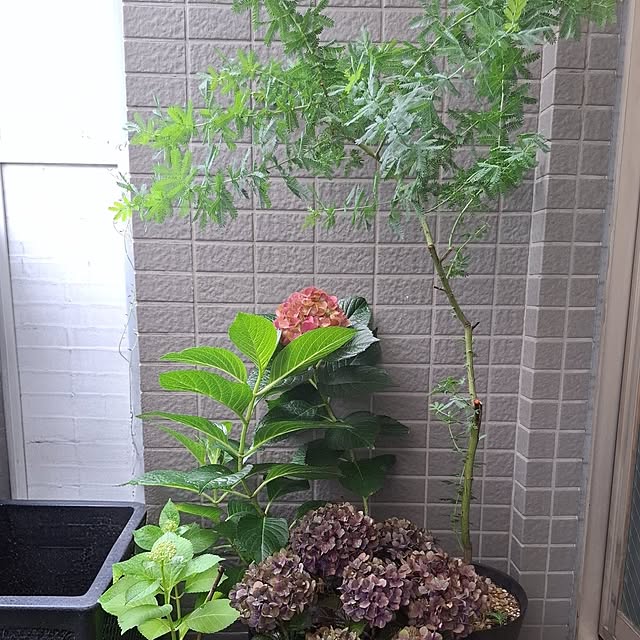 noaさんの実例写真