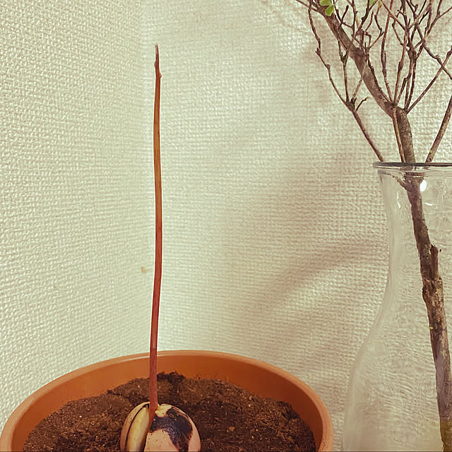 omochiさんの実例写真