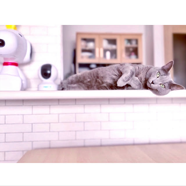 snoopyさんの実例写真