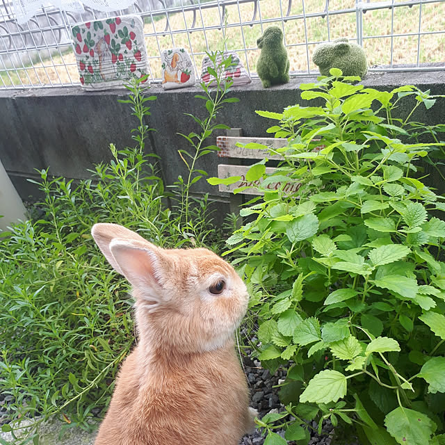 aiさんの実例写真