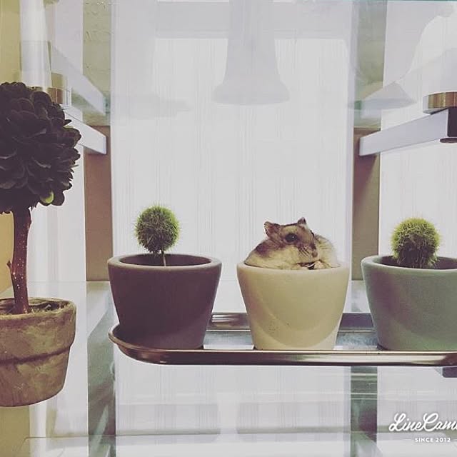 hamu.haruさんの実例写真