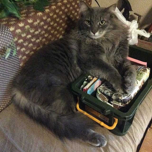 ayuさんの実例写真