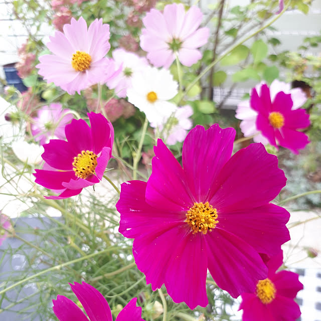 min_nimさんの実例写真