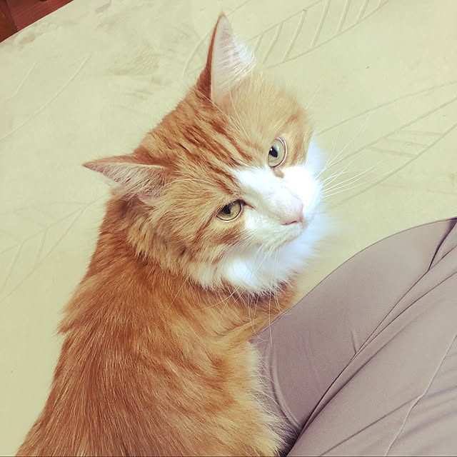 uchidaizuさんの実例写真