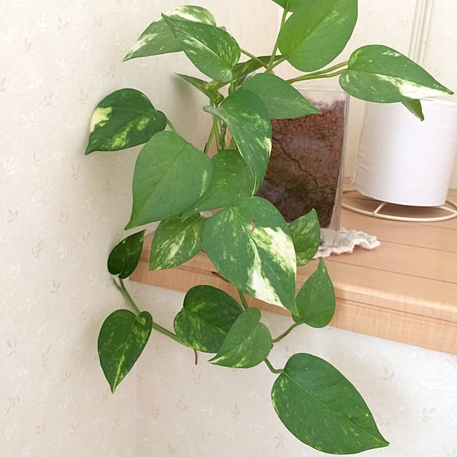 Nさんの実例写真