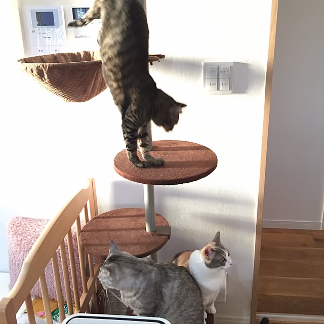 Yoshieさんの実例写真