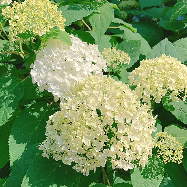 sophiaさんの実例写真