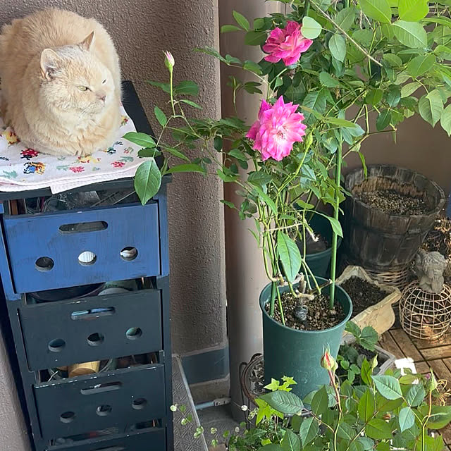 naokoさんの実例写真