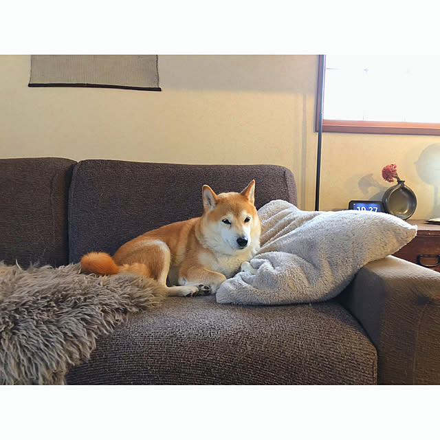 mionakiseさんの実例写真