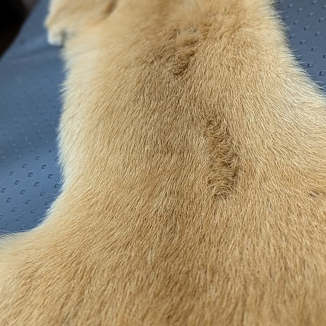 asaさんの実例写真