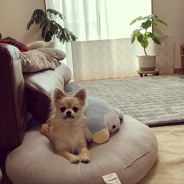umiさんの実例写真