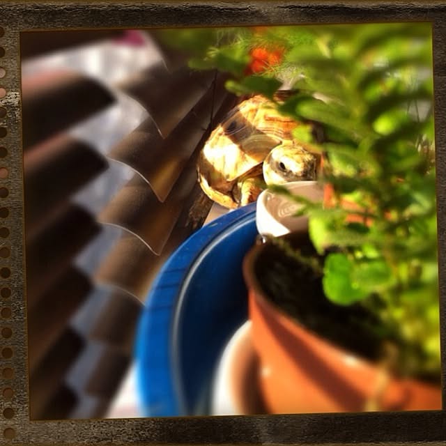 majoさんの実例写真