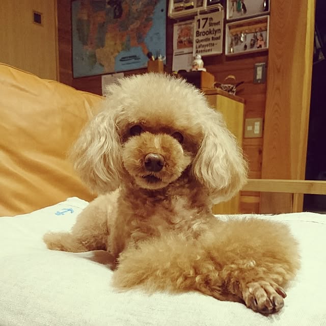 ryosukeさんの実例写真