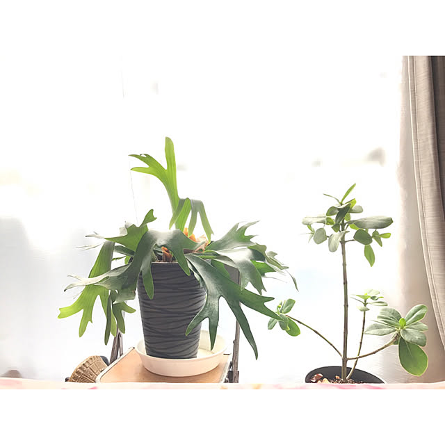 SARON_TSUBAKIさんの実例写真