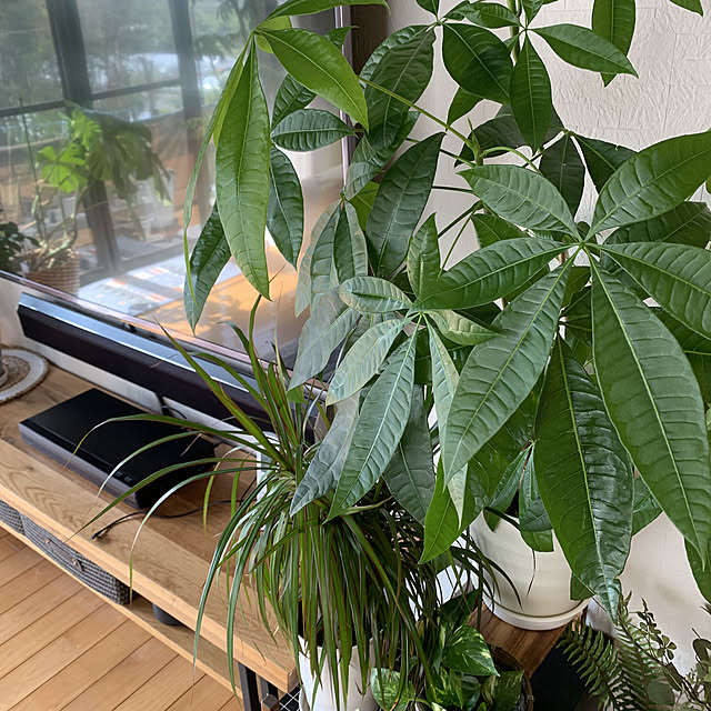 パキラ成長中/観葉植物/観葉植物のある暮らし/みなさんの素敵インテリアに憧れます/いつも見てくださって、感謝です♡...などのインテリア実例 - 2022-10-04 12:32:55