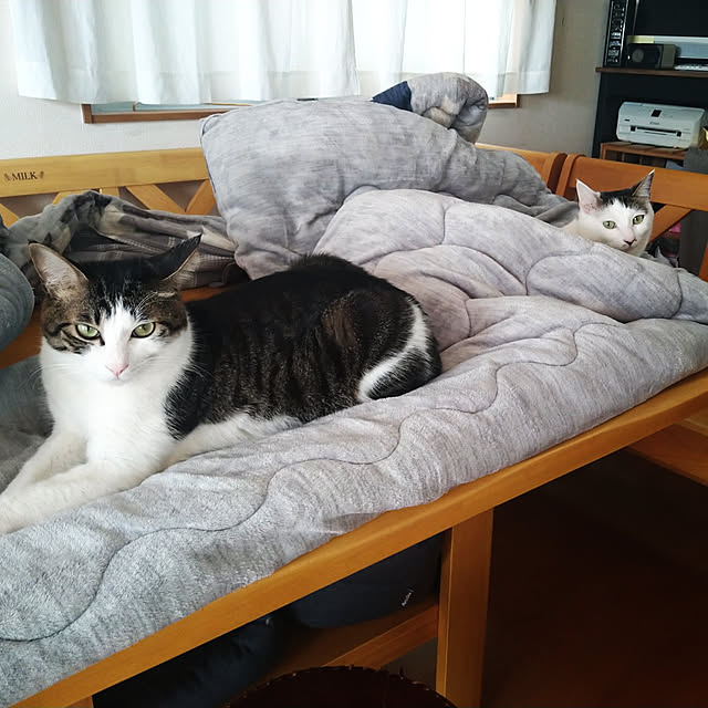 ねこのいる日常/ねこと暮らす/スーパー猫の日/こたつ/DIY...などのインテリア実例 - 2022-02-22 21:58:05