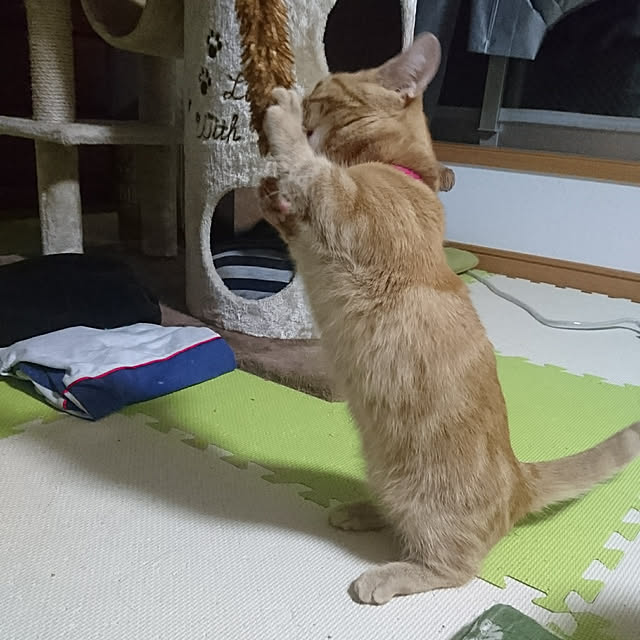 shinobuさんの実例写真