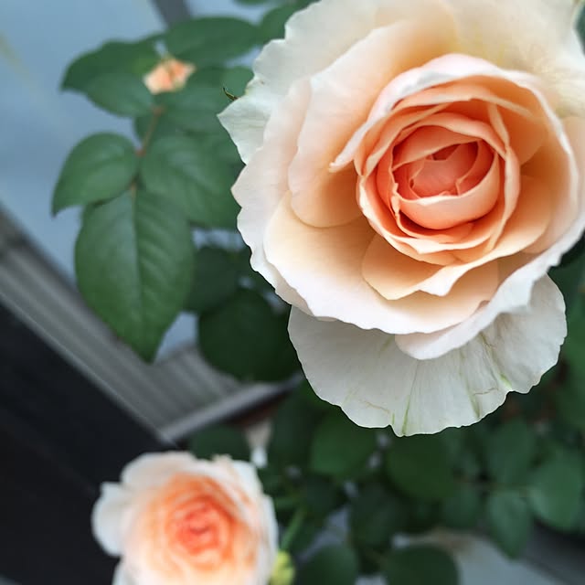 greenroseさんの実例写真