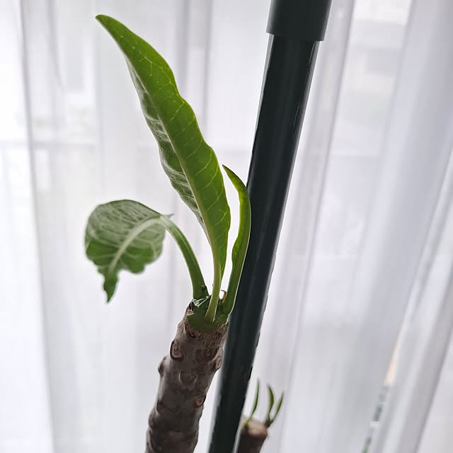 midoriさんの実例写真