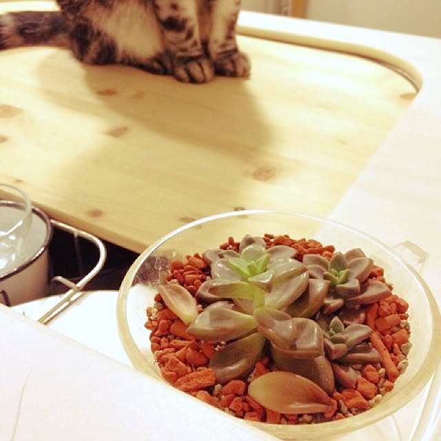 mikomaruさんの実例写真