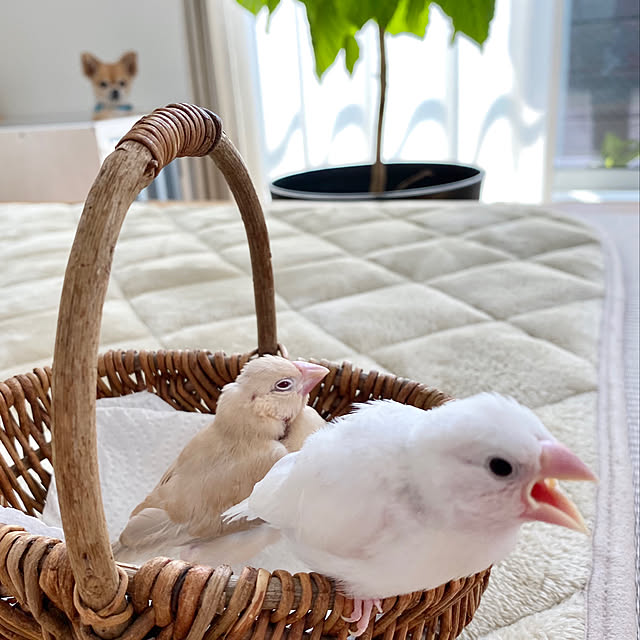 hananokaoriさんの実例写真