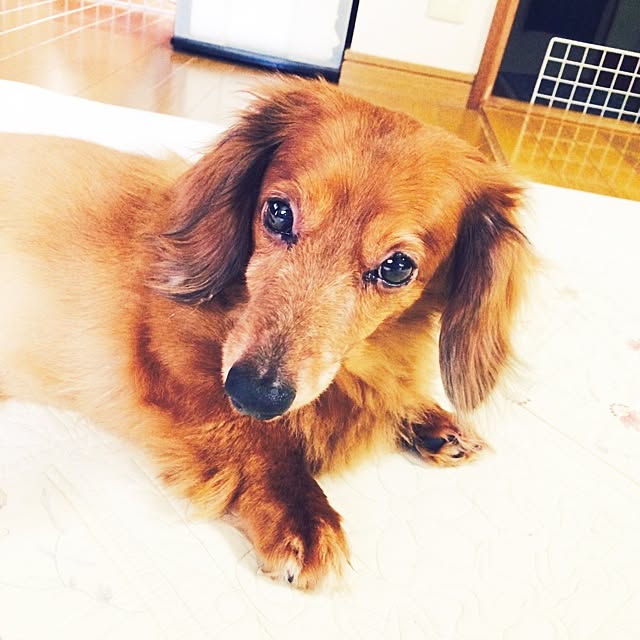 belleさんの実例写真