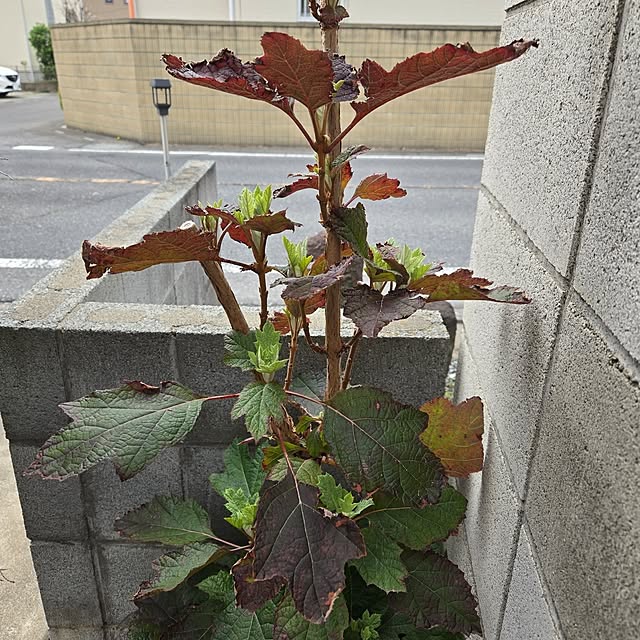 mutyukingさんの部屋