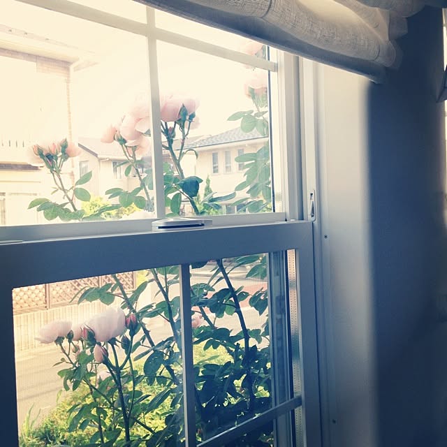 matricariaさんの実例写真