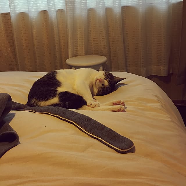 Shihoさんの実例写真