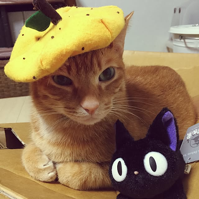 Minamiさんの実例写真