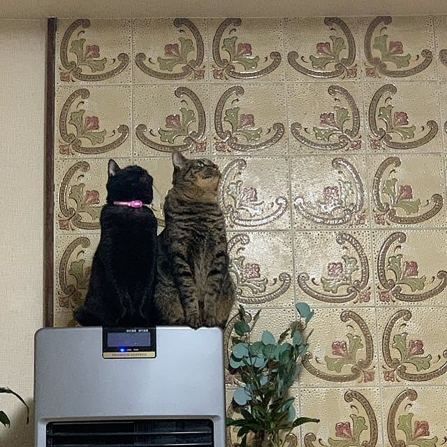kuromiさんの実例写真
