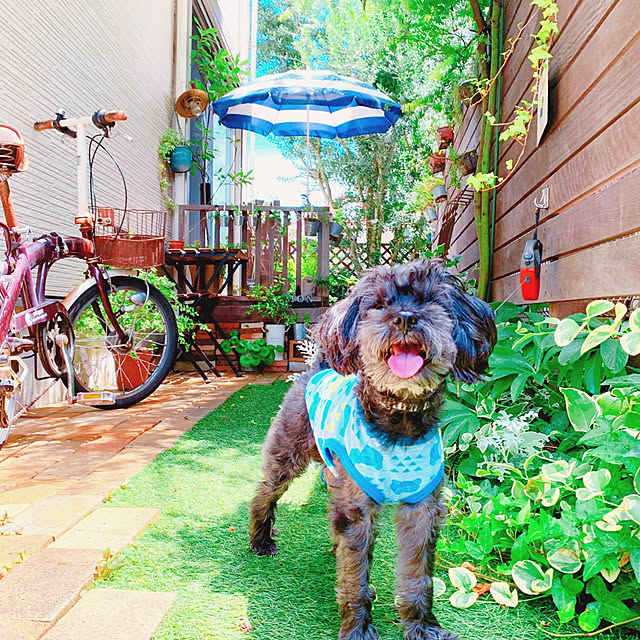 季節を感じる暮らし/犬との暮らし/植物のある暮らし/いぬと暮らす/Ig→risa6100...などのインテリア実例 - 2019-08-01 21:13:30