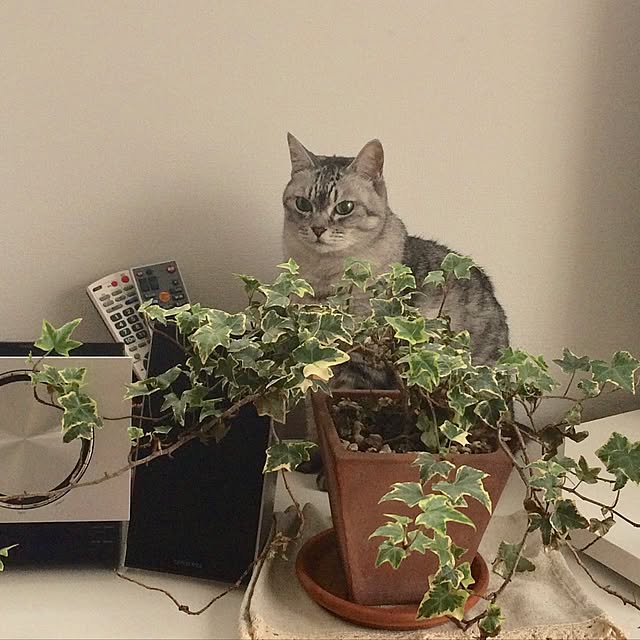 CHIEさんの実例写真