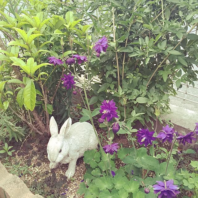 kattsuさんの実例写真