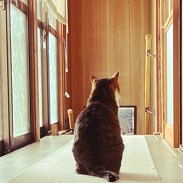 cat5さんの実例写真