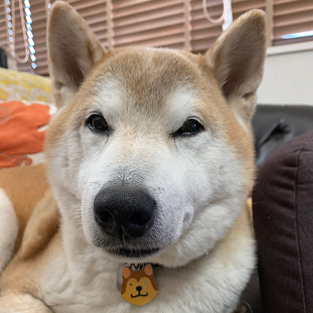 kotatsuさんの部屋