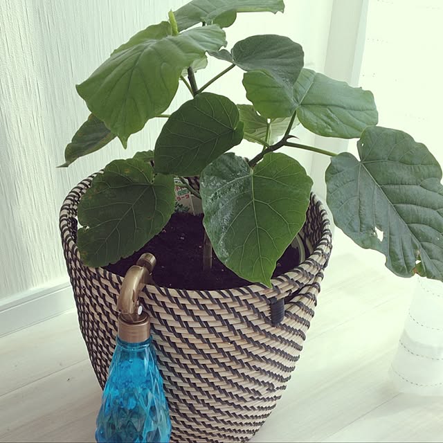 lin_yaさんの実例写真