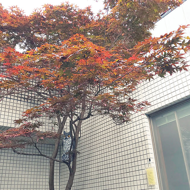 kumimmyさんの実例写真