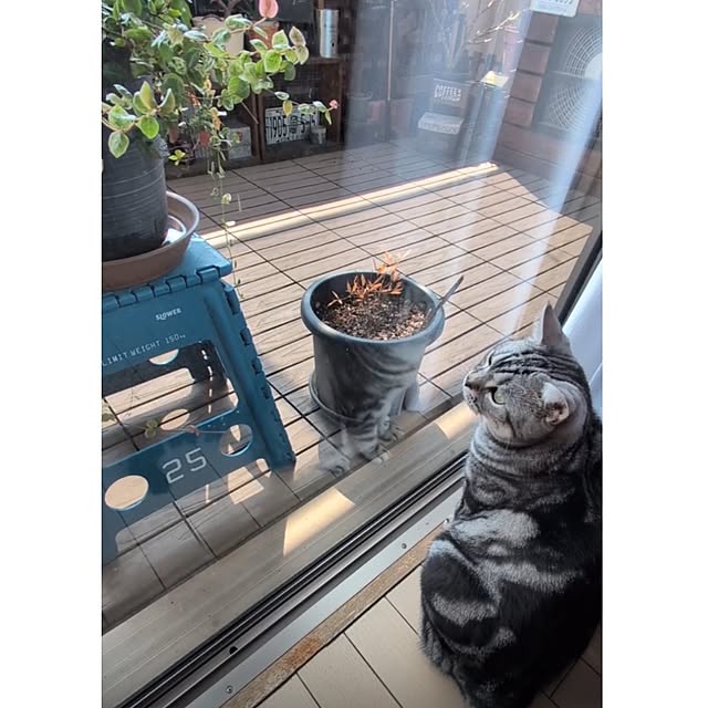 lovepeaceさんの実例写真