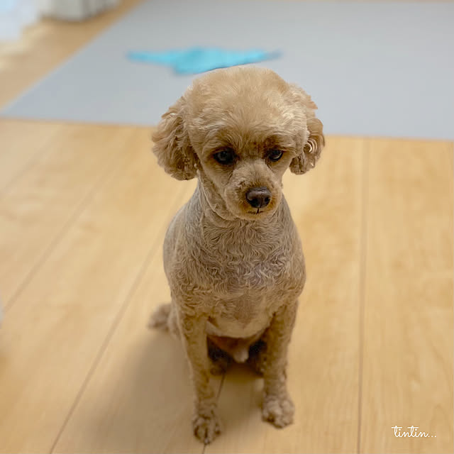 tintinさんの部屋