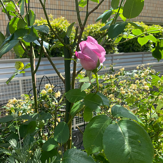 fu-mufumuさんの部屋