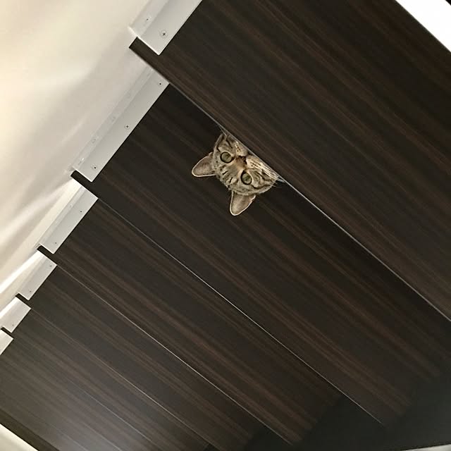 kaedeさんの実例写真