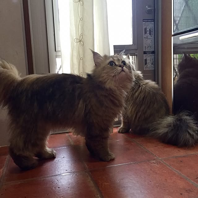 butachanさんの実例写真