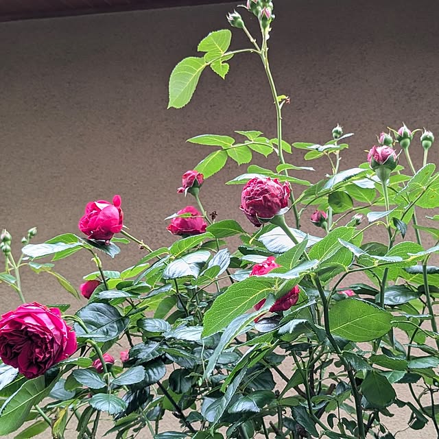 mofukoさんの部屋