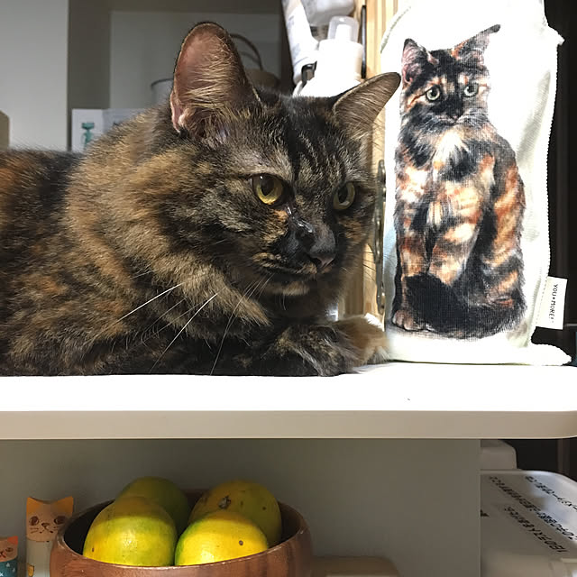 mikomaruさんの実例写真