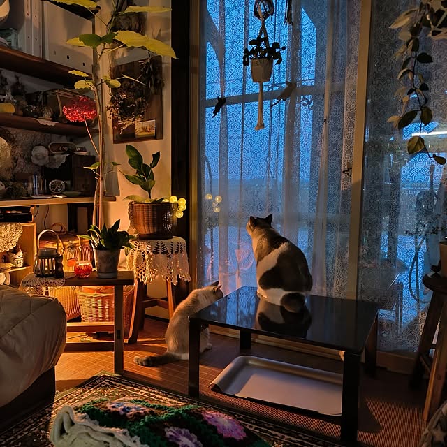koyutan-mjmさんの実例写真