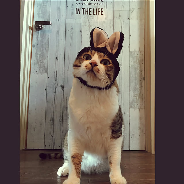 RANIさんの実例写真