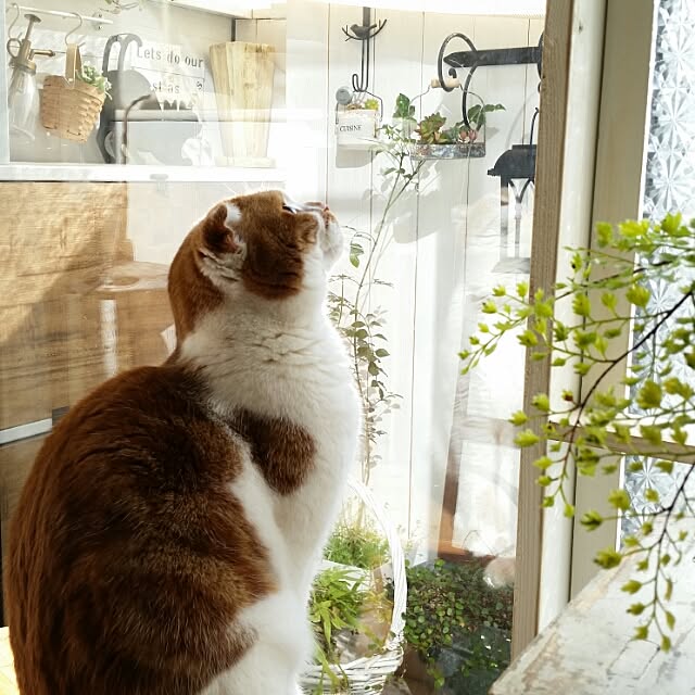 mikiさんの実例写真